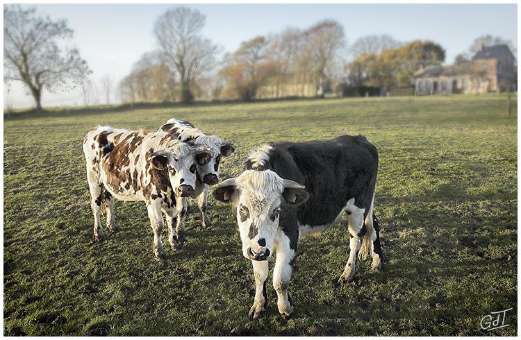 Normandie - Les 3 vaches #2536