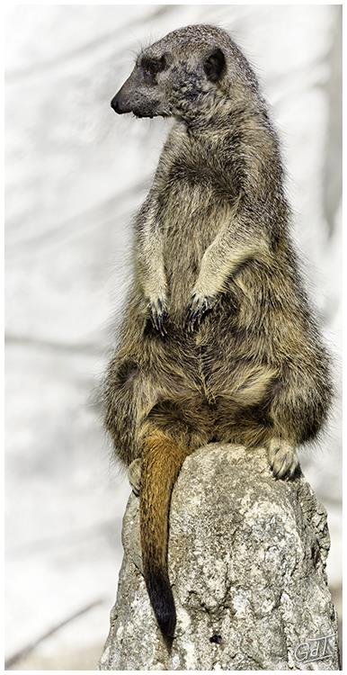 Zoo de Beauval #3473