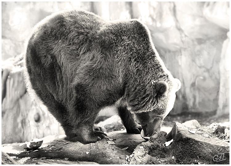 Zoo de Beauval #3492