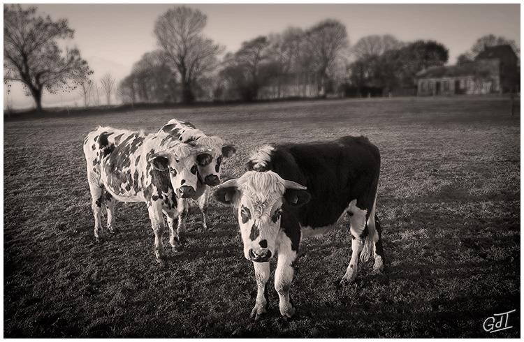 3D2536 Normandie - Les 3 vaches B&W