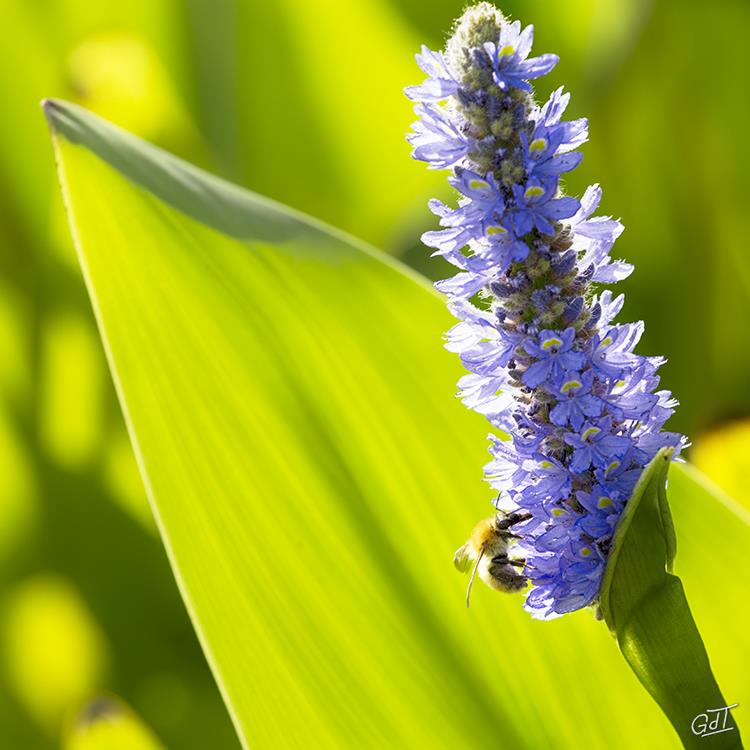 carsac-jardin-deau-pontederia-2647