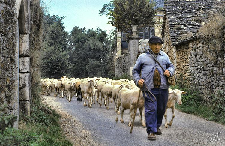 Transhumance